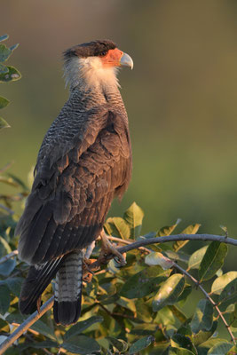 Schopfkarakara (Caracara plancus); Pantanal Juli 2016