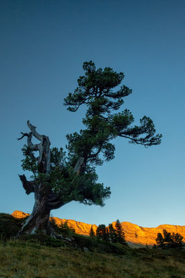 Zirbelkiefer oder Arve (Pinus cembra), Gental (CH), 26. September 2018