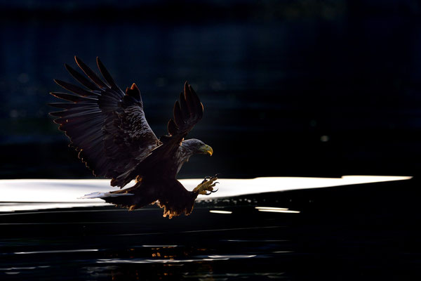 Seeadler (Haliaeetus albicilla) auch abends auf Fischfang, Flatanger Norwegen; 10.9.2015