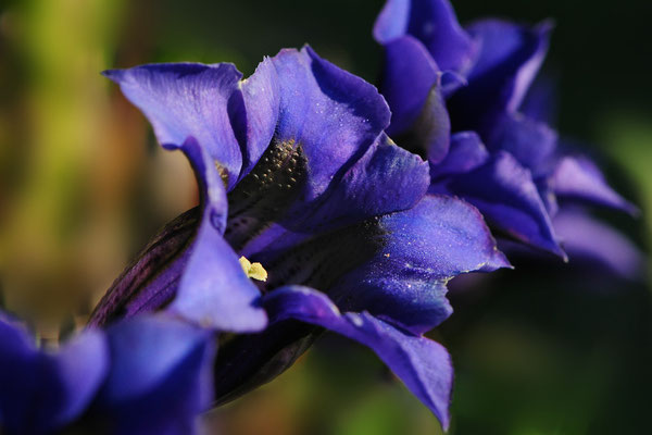 Kochscher Enzian (Gentiana kochiana)