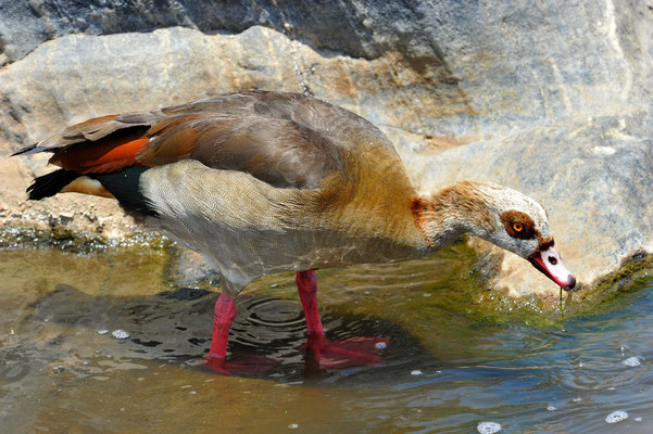 Nilgans