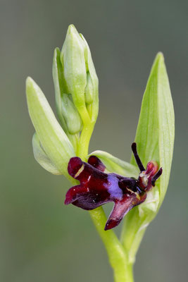 Fliegen-Ragwurz (Ophrys insectifera); 24.4.15