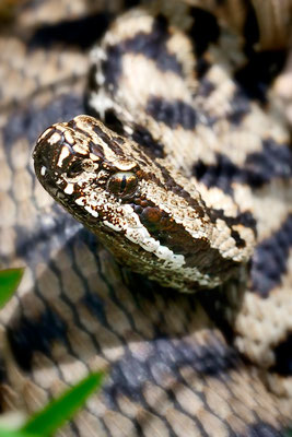 Alpenviper, Unterart der Aspisviper (Vipera aspis atra); Goms, 14. Mai 2015 