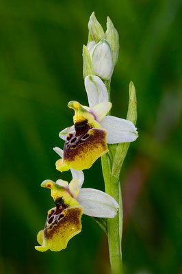 Humelragwurz (Ophrys holosericea); 9. Mai 2015