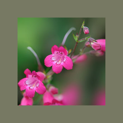 Bartfaden (Penstemon)