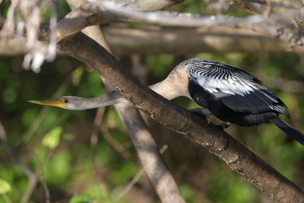 Amerikanische Schlangenhalsvogel (Anhinga anhinga); Pantanal Juli 2016