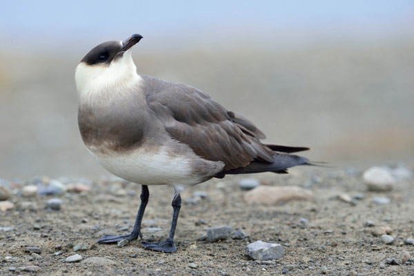 Schmarotzerraubmöwe (Stercorarius parasiticus); 2. Juli 2015; Longyearbyen