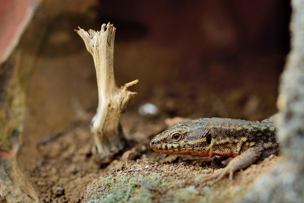 Mauereidechse (Podarcis muralis); 15.3.15