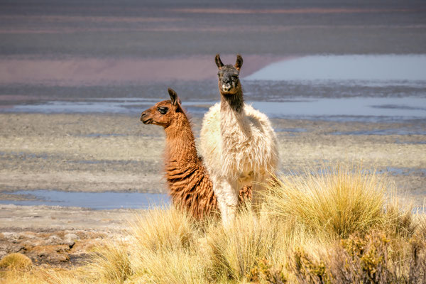 Scheinbar sorglos: Lamas an der Laguna Colorada