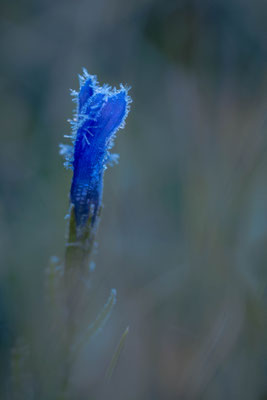 Gewöhnliche Fransenenzian (Gentianopsis ciliata), Wallis 1450 m; 22. Oktober 2016