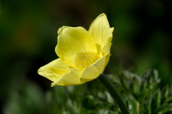  Gelbe Alpen-Kuhschelle oder -Küchenschelle (Pulsatilla alpina subsp. apiifolia); Grimselpassstrasse; 13.7.13