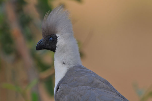 Nacktkehllärmvogel (Corythaixoides personatus)