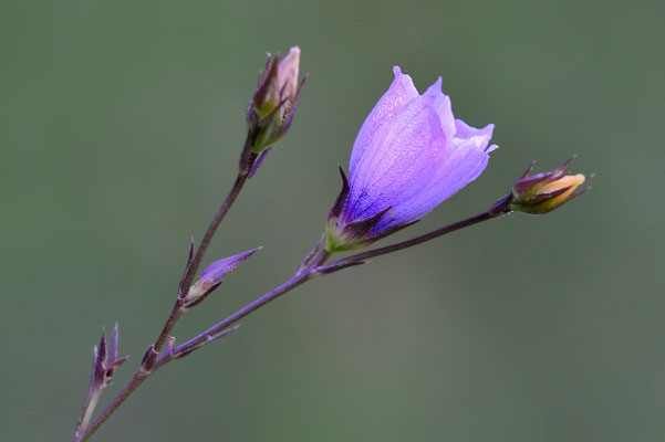 Schmalblättriger (feinblättriger) Lein (Linum tenuifolium); Hessenberg; 28. Juni 2015