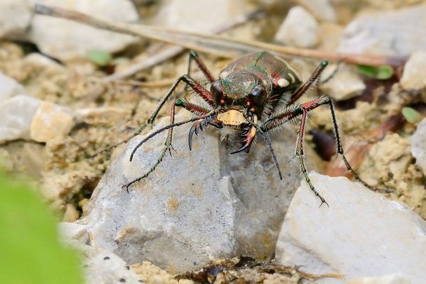 Berg-Sandlaufkäfer (Cicindela sylvicola); 9. Mai 2015