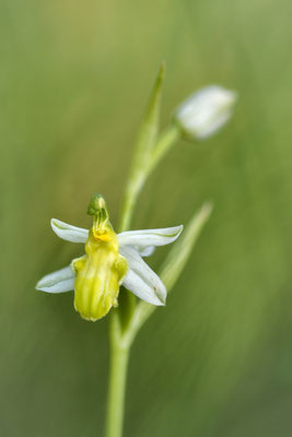 Gelber Bienenragwurz (Ophrys apifera basiliensis); 2. Juni 2017