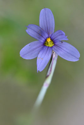 Blumensimse (Sisyrinchium montanum), Mai, Rekingen