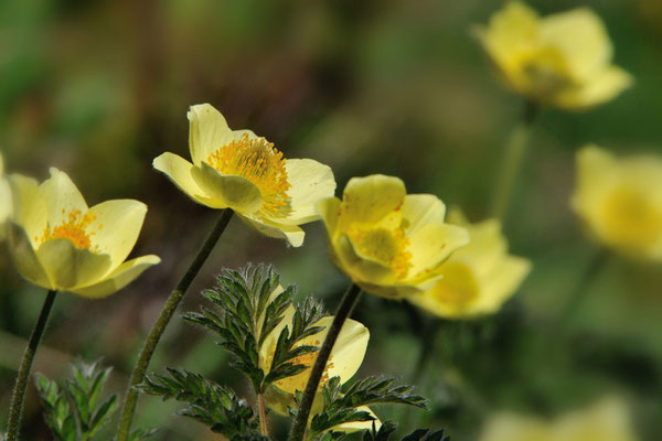  Gelbe Alpen-Kuhschelle oder -Küchenschelle (Pulsatilla alpina subsp. apiifolia); Grimselpassstrasse; 13.7.13