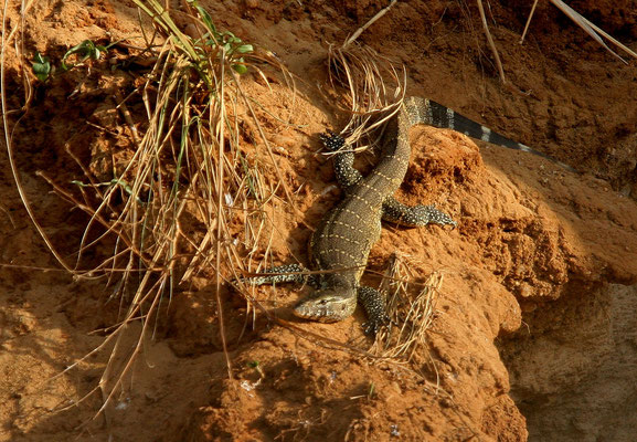 Nilwaran (Varanus niloticus), Victoria-Nil Uganda