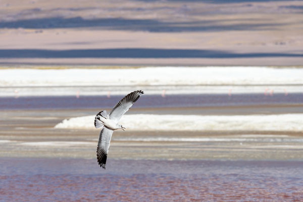 Möwe in der Salzlagune 'Laguna Colorada', auch 'Rote Lagune' genannt