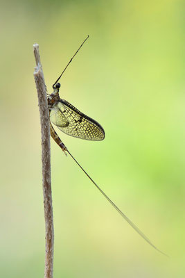 Eintagsfliege (Ephemeroptera); 8. Juli 2013, Brissago TI