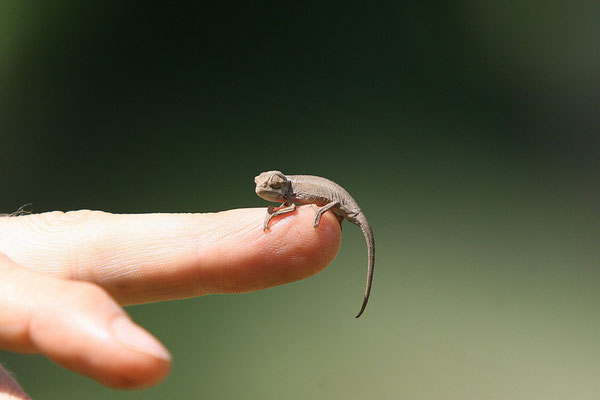 Junges Chamaeleo ellioti, Jinja / Viktoriasee Nilquelle, Uganda