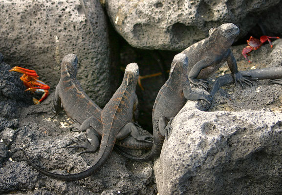 Meerechse (Amblyrhynchus cristatus), Galàpagos Ecuador