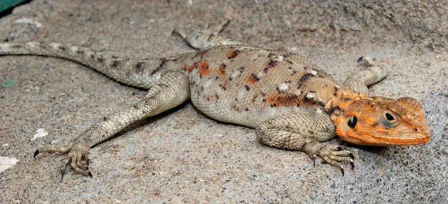 Boden Agame (Agama aculeata), Olduvai Ngorongoro, Tansania