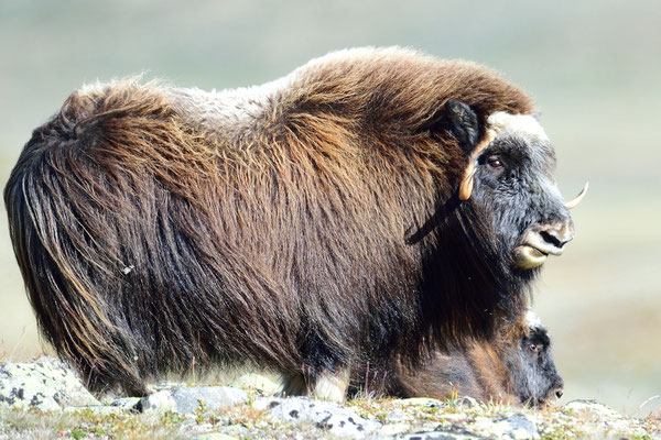 Moschusochse (Ovibos moschatus), Dovrefjell NP, Norwegen