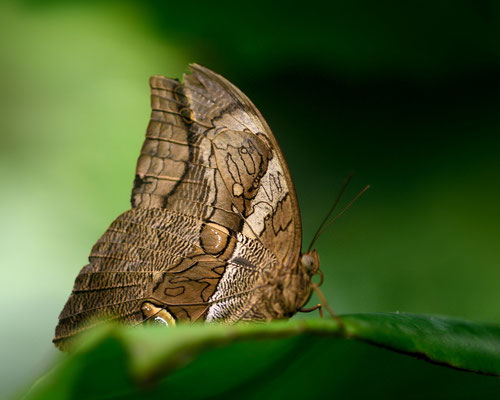 Exotische Schmetterlinge im 'Parc Floral von Orléans