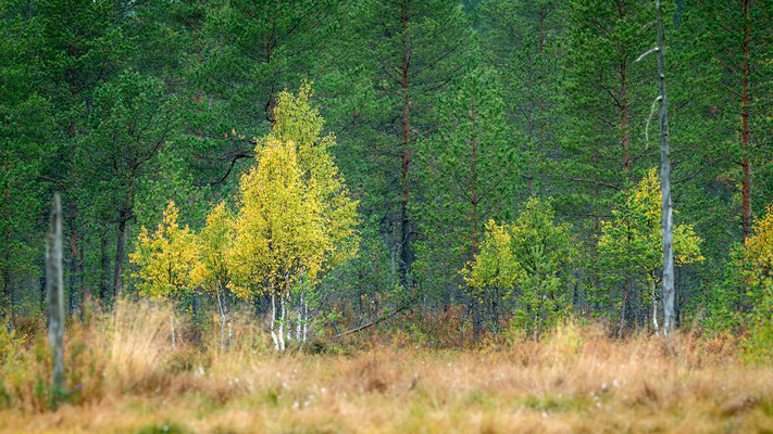 Einsetzende Herbstfärbung im borealen Wald in Finnland