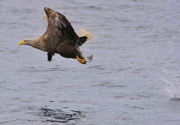 Weissschwanz-Seeadler, Isle of Skye, Schottland