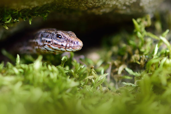 Mauereidechse (Podarcis muralis); 15.3.15