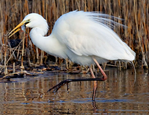 Silberreiher (Casmerodius albus); Champ Pittet