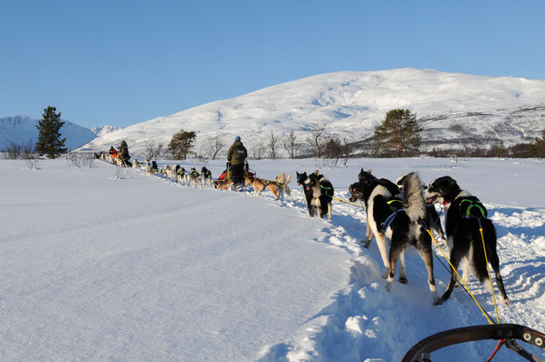 Hundeschlittenfahrt Nähe Tromsö