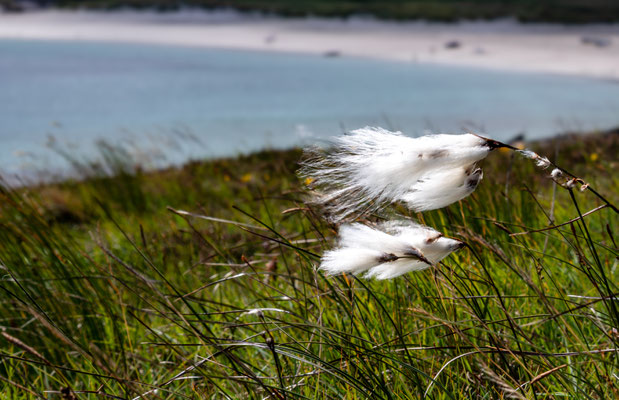 Cotton grass