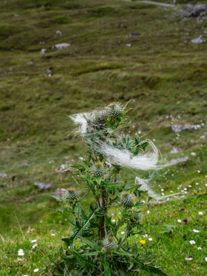Thistle and Wool.....