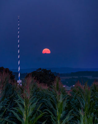 2025 - Sommermond in Oberbayern steigt über das Maisfeld