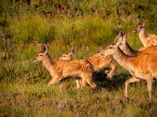 Red Deer (1)