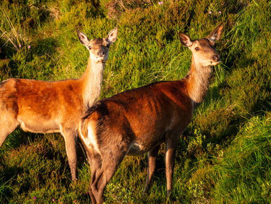 Red Deer (2)