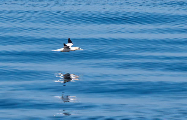 Gannet with reflection