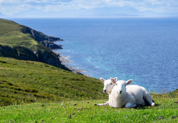 Lovely sheeps