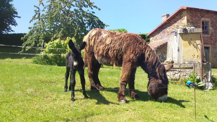 Kzigane et Valette