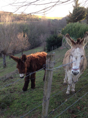 Icare et son nouveau compagnon.