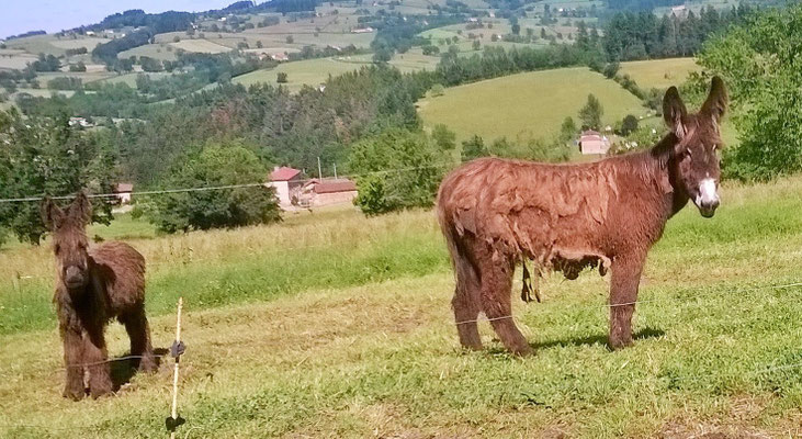 Idlle et Hashtag, juin 2019