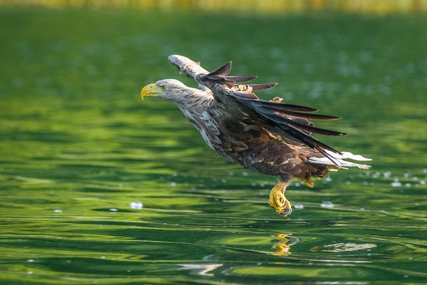 Seeadler (Haliaeetus albicilla)