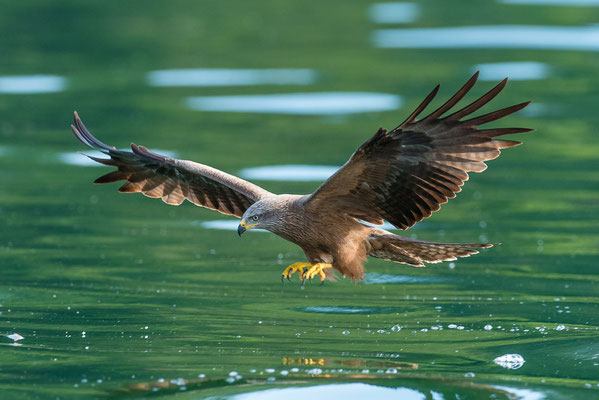 Schwarzmilan (Milvus migrans), Schwarzer Milan