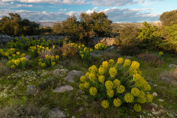 Rock pastures, Croatia