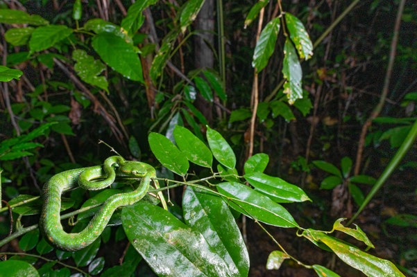 Hagen's pitviper - Trimeresurs hageni