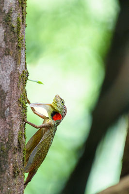 Draco taeniopterus - Surat Thani, Thailand