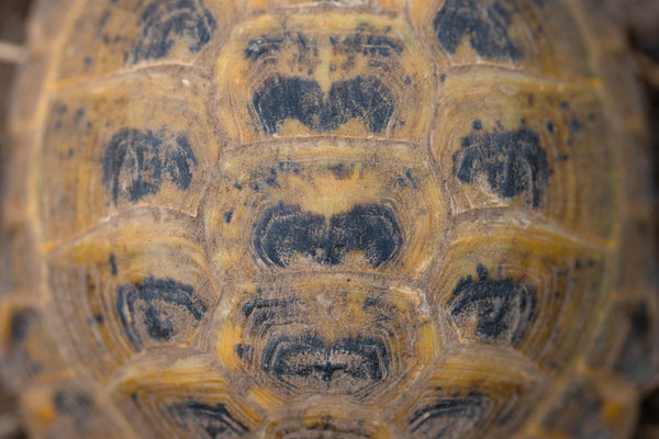 Steppe tortoise (Testudo horsfieldii)